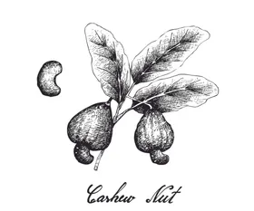 线描植物
