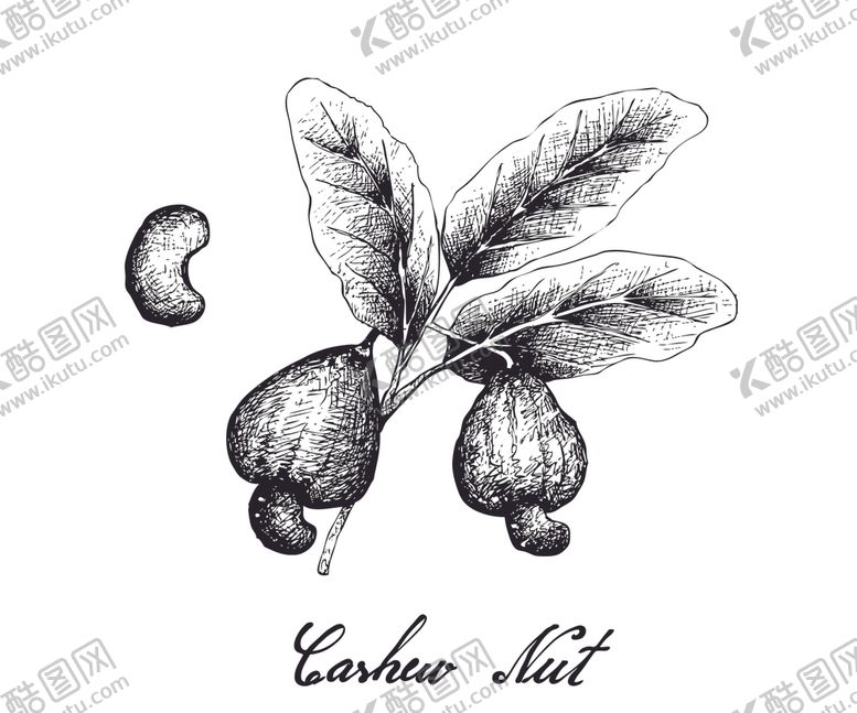 编号：81491310140052162002【酷图网】源文件下载-线描植物