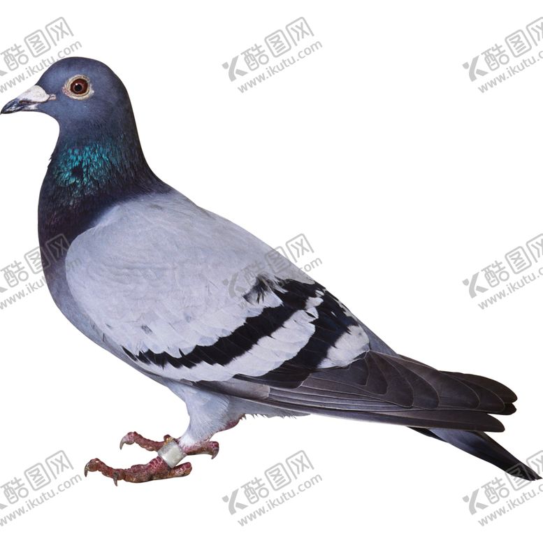 编号：82623506282305524259【酷图网】源文件下载-鸽子