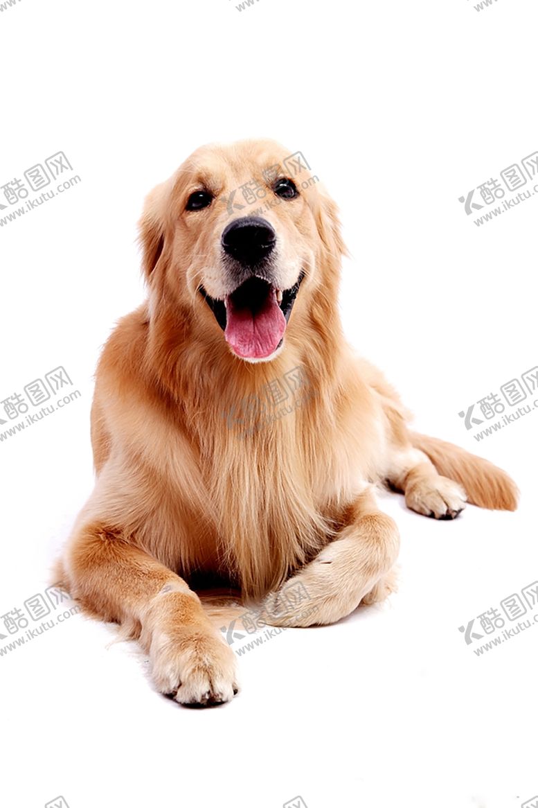 编号：62661404212149297476【酷图网】源文件下载-狗狗
