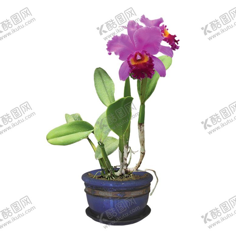 编号：55445307082244217008【酷图网】源文件下载-绿色植物