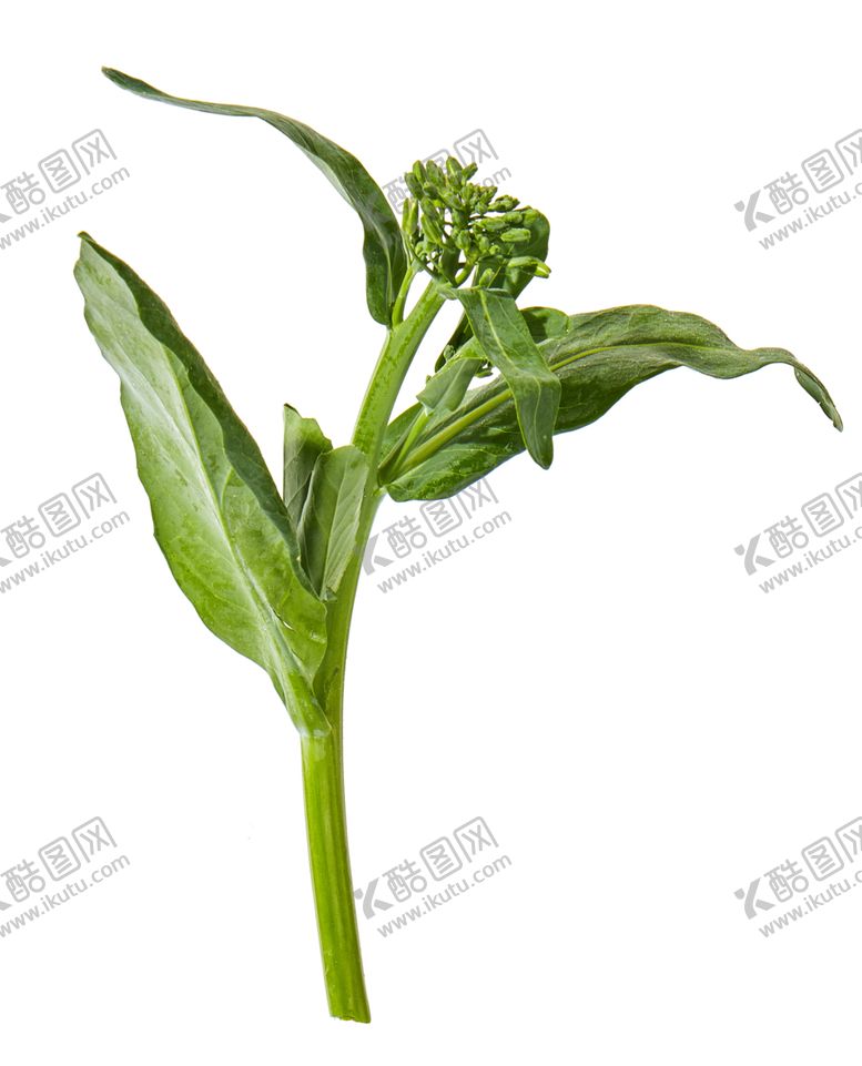 编号：56782210311655359858【酷图网】源文件下载-蔬菜芥兰