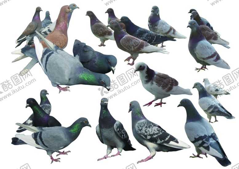 编号：43221009241216504617【酷图网】源文件下载-鸽子3