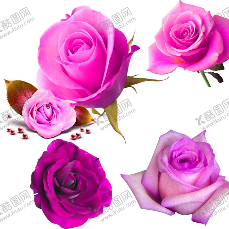 编号：66178910131238561067【酷图网】源文件下载-鲜花素材