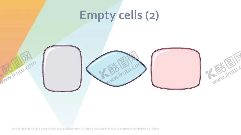 细胞生物学和组织学医元素医疗插画医疗元素