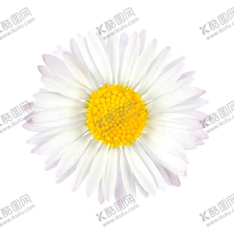编号：35852006250600392885【酷图网】源文件下载-鲜花素材