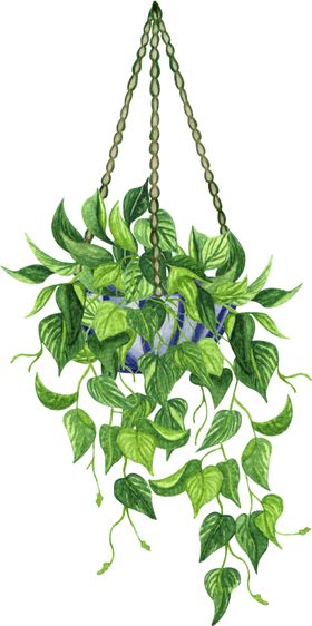 绿萝水彩插画