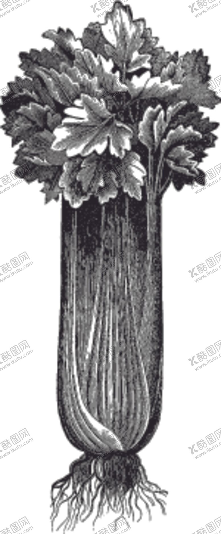 编号：66055010070402401666【酷图网】源文件下载-素描手绘蔬菜