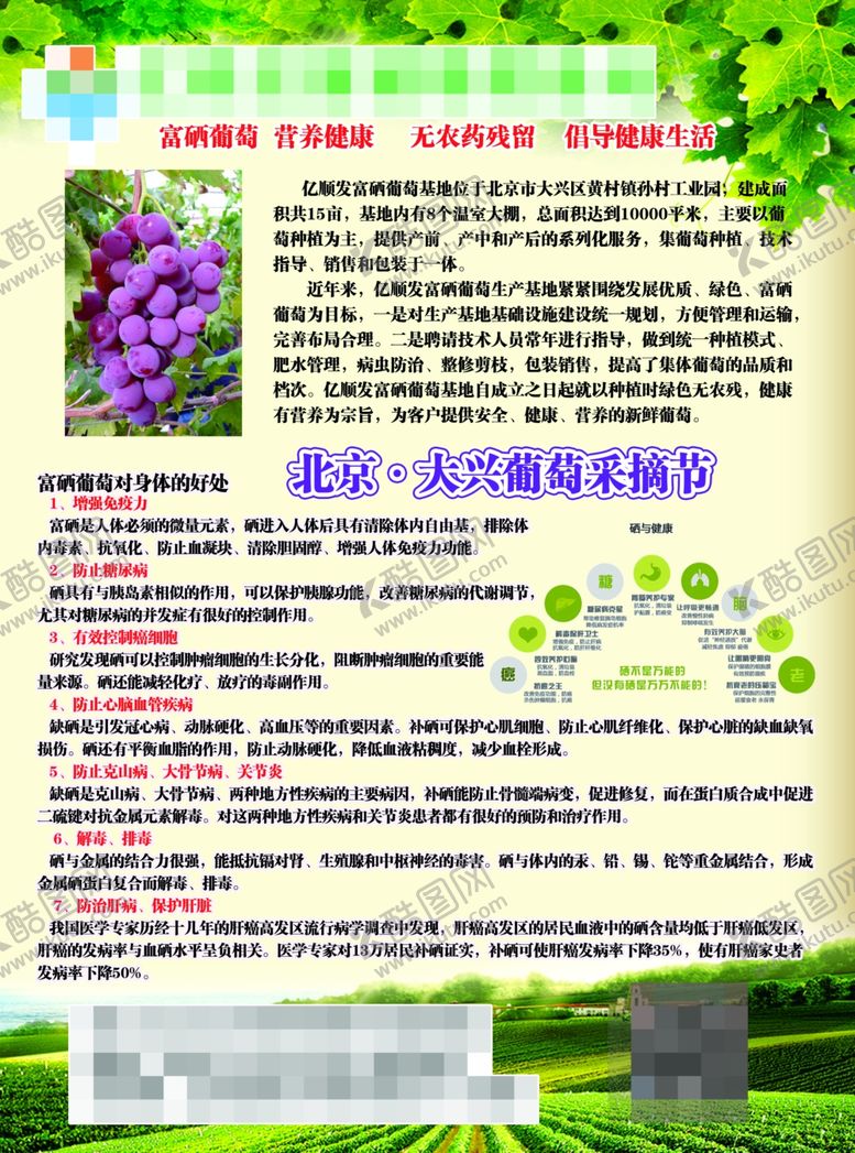 编号：54424910180719547270【酷图网】源文件下载-葡萄宣传单