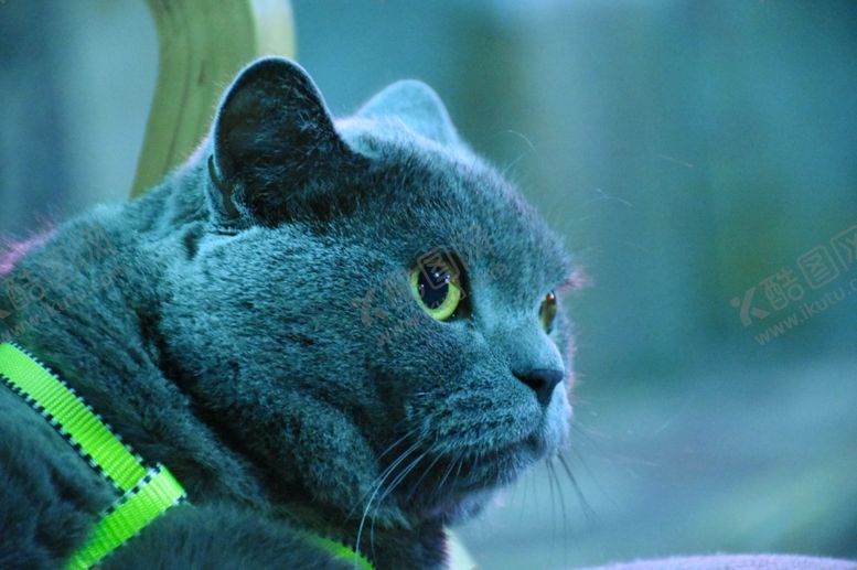 编号：20711510051822126165【酷图网】源文件下载-大胖