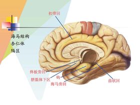 大脑解剖图