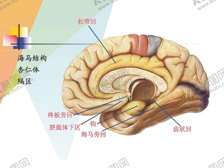编号：54987812301528403206【酷图网】源文件下载-大脑解剖图 
