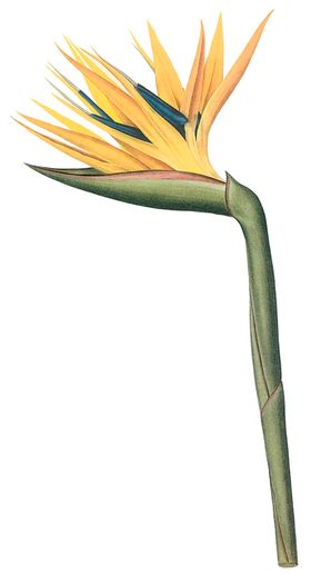 植物花卉油画装饰画