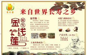 金线莲海报