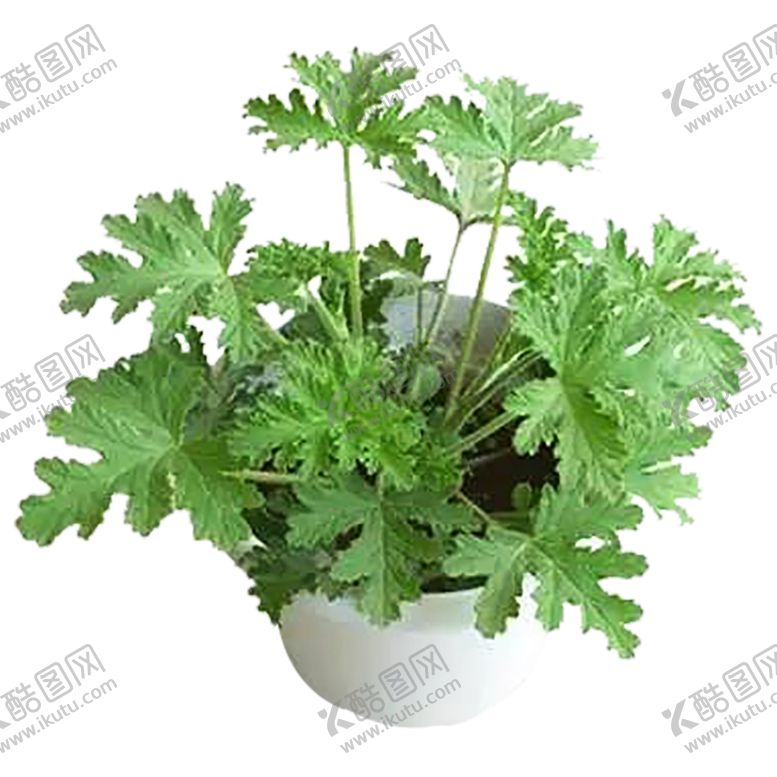 编号：83819709240919178045【酷图网】源文件下载-植物