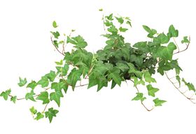绿色相框花纹欧式素材图片