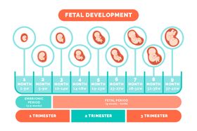 胎儿发育过程信息图