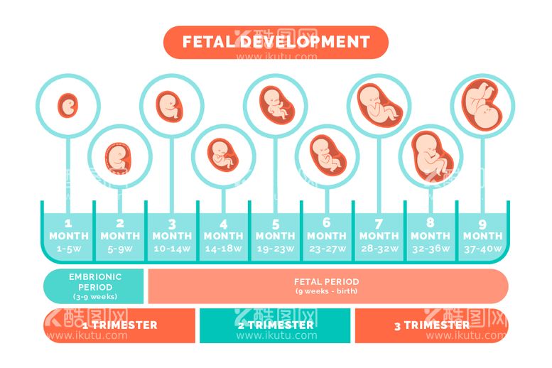 编号：21263212062312451873【酷图网】源文件下载-胎儿生长过程信息图