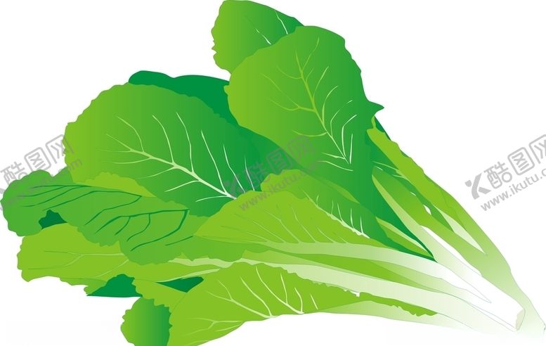 编号：22757709191719538517【酷图网】源文件下载-青菜