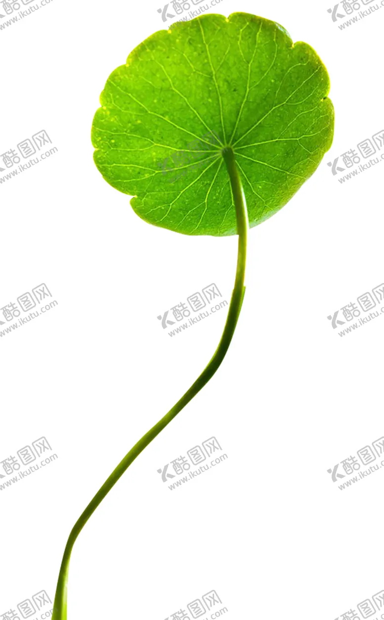编号：25902506251059374862【酷图网】源文件下载-铜钱草png