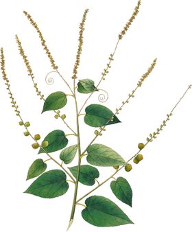 手绘花草植物素材图片