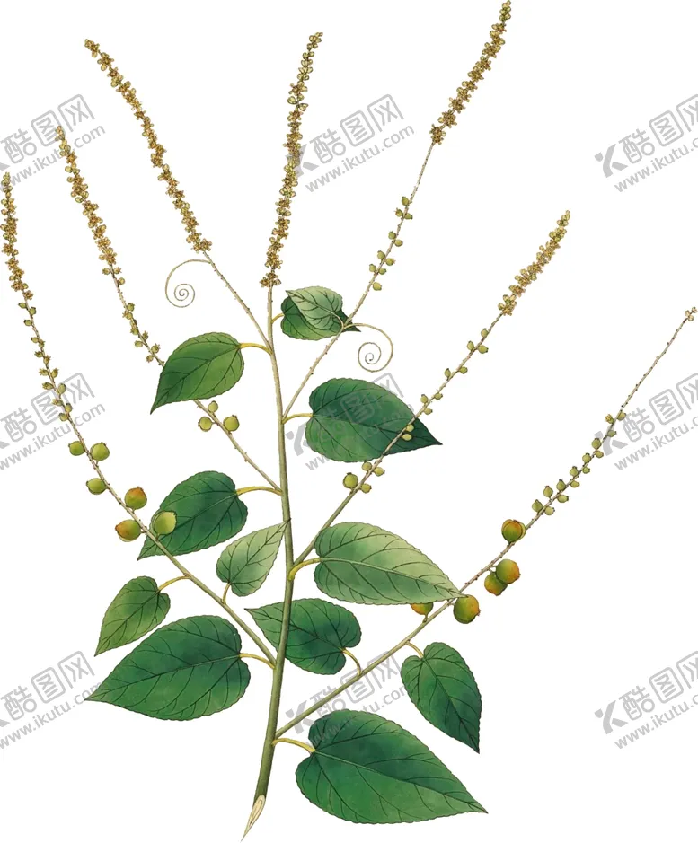 编号：82808002201600313989【酷图网】源文件下载-手绘花草植物素材图片