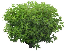 园林植物