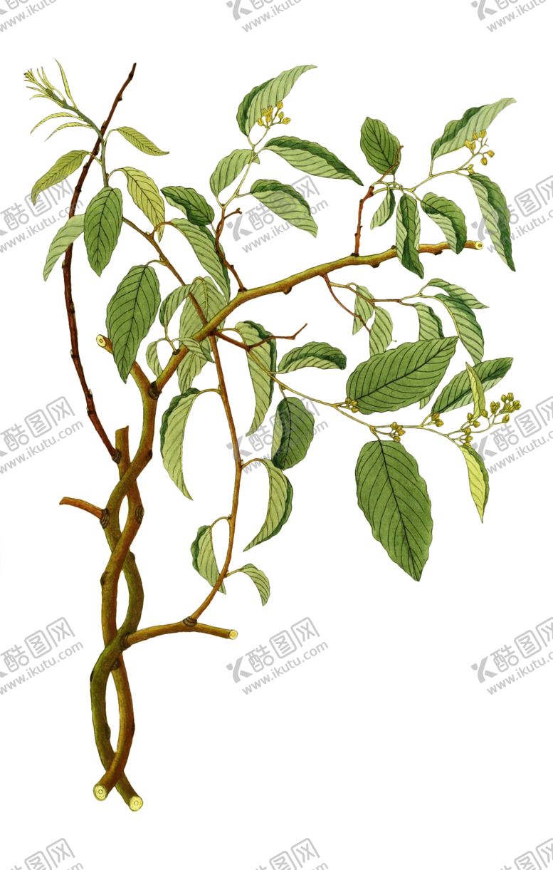 编号：12671509141037455423【酷图网】源文件下载-复古花朵植物图案