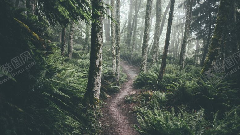 编号：44496606281319464280【酷图网】源文件下载-森林