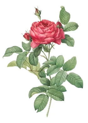 玫瑰花茶蕾卉水粉