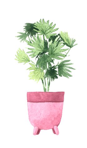 绿色家庭植物