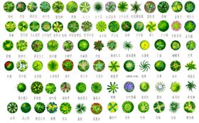 园林植物