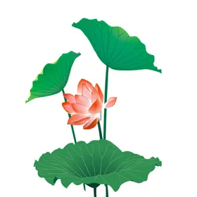 荷花素材背景夏天海报叶插画插画