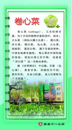 卷心菜