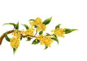 桂花