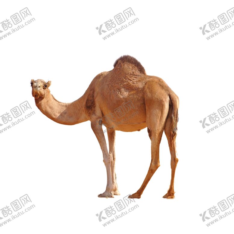 编号：96182509190318382931【酷图网】源文件下载-骆驼