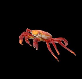 海洋生物