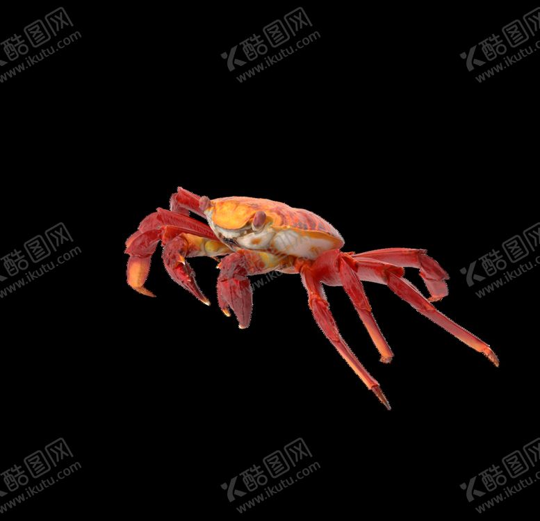 编号：13139606290045533147【酷图网】源文件下载-海洋生物