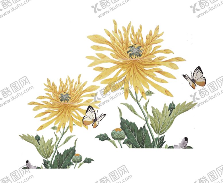 编号：43445409211719256669【酷图网】源文件下载-菊花