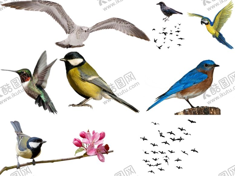 编号：66858509240046571424【酷图网】源文件下载-鸟png免扣高清素材