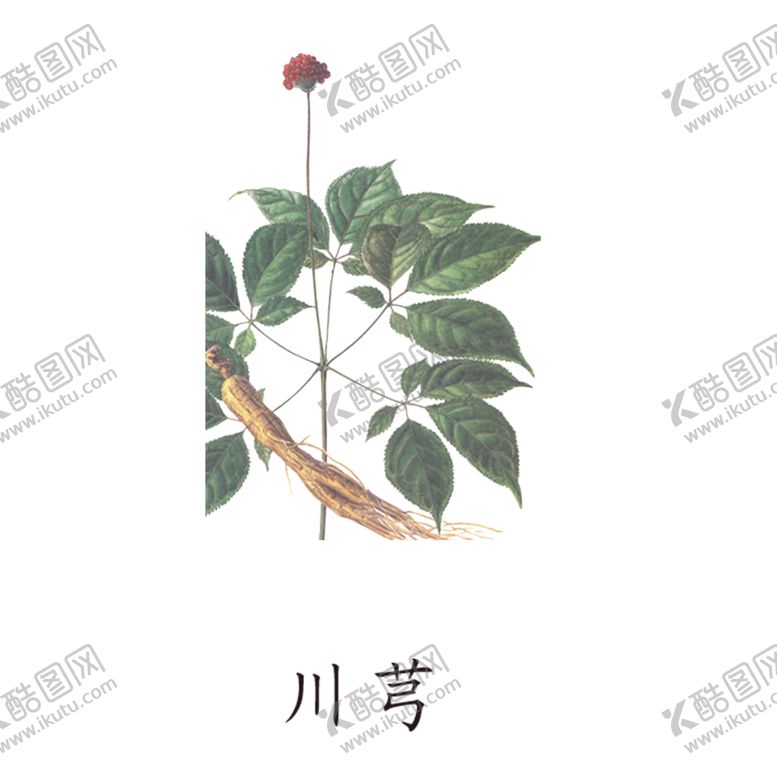 编号：54768504221942177428【酷图网】源文件下载-草本植物药材