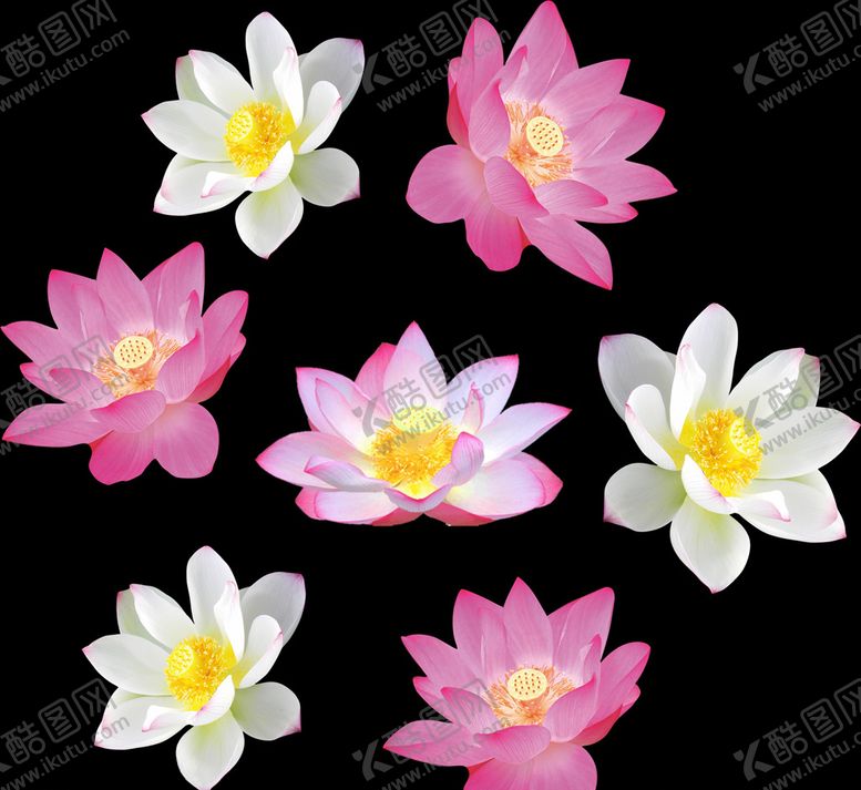 编号：63577005131852274881【酷图网】源文件下载-荷花莲花