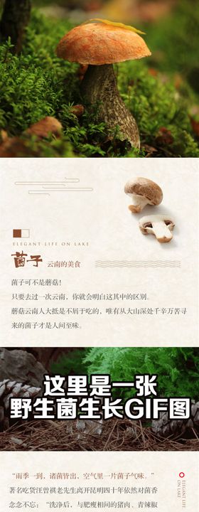 地产蘑菇山珍长图