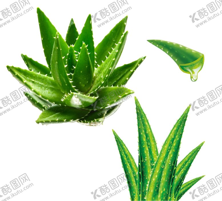 编号：80192909221301544489【酷图网】源文件下载-芦荟