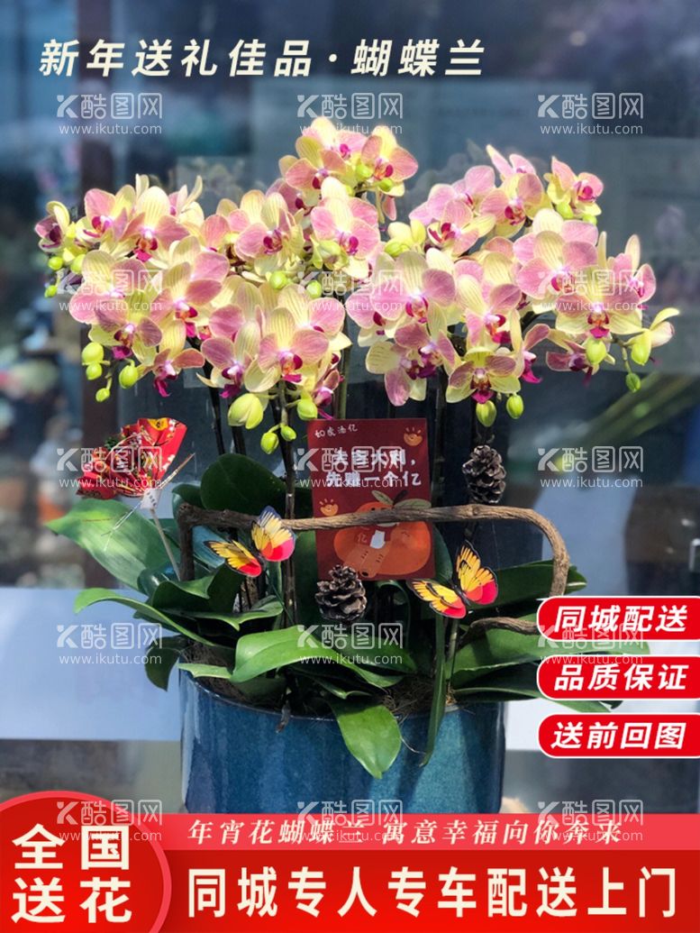 编号：59724112210850295121【酷图网】源文件下载-年宵花蝴蝶兰盆栽商品主图