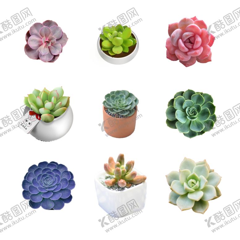编号：68719009200534283114【酷图网】源文件下载-多肉植物