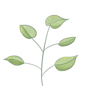 树苗植物