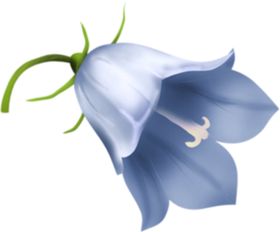 免扣风铃草元素图片