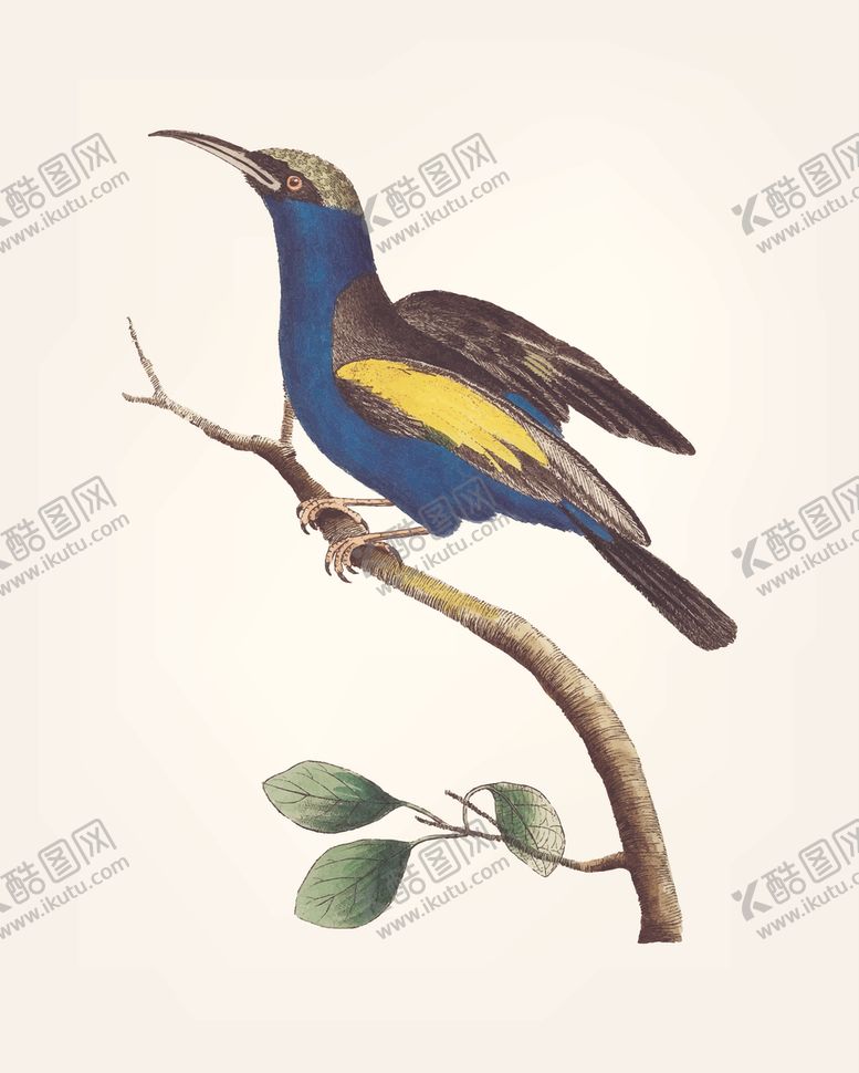 编号：52425311011948458902【酷图网】源文件下载-鸟类插画