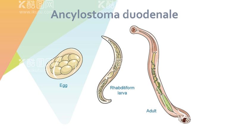 编号：14014811111537478978【酷图网】源文件下载-十二指肠钩虫